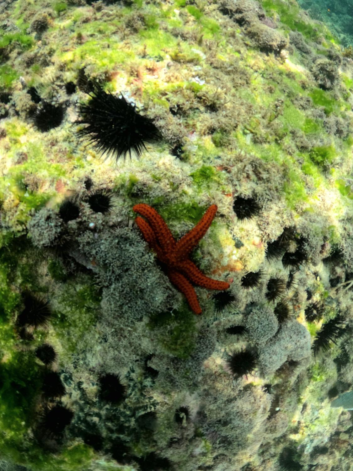 Estrela-do-mar