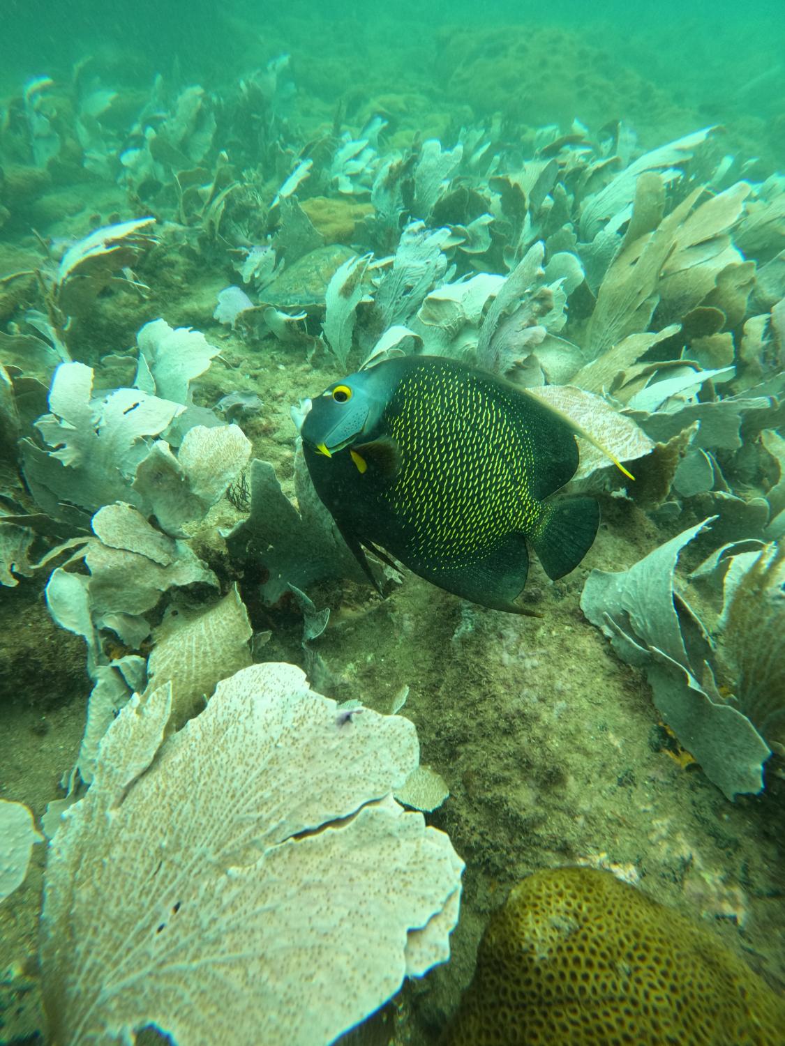 Peixe-frade