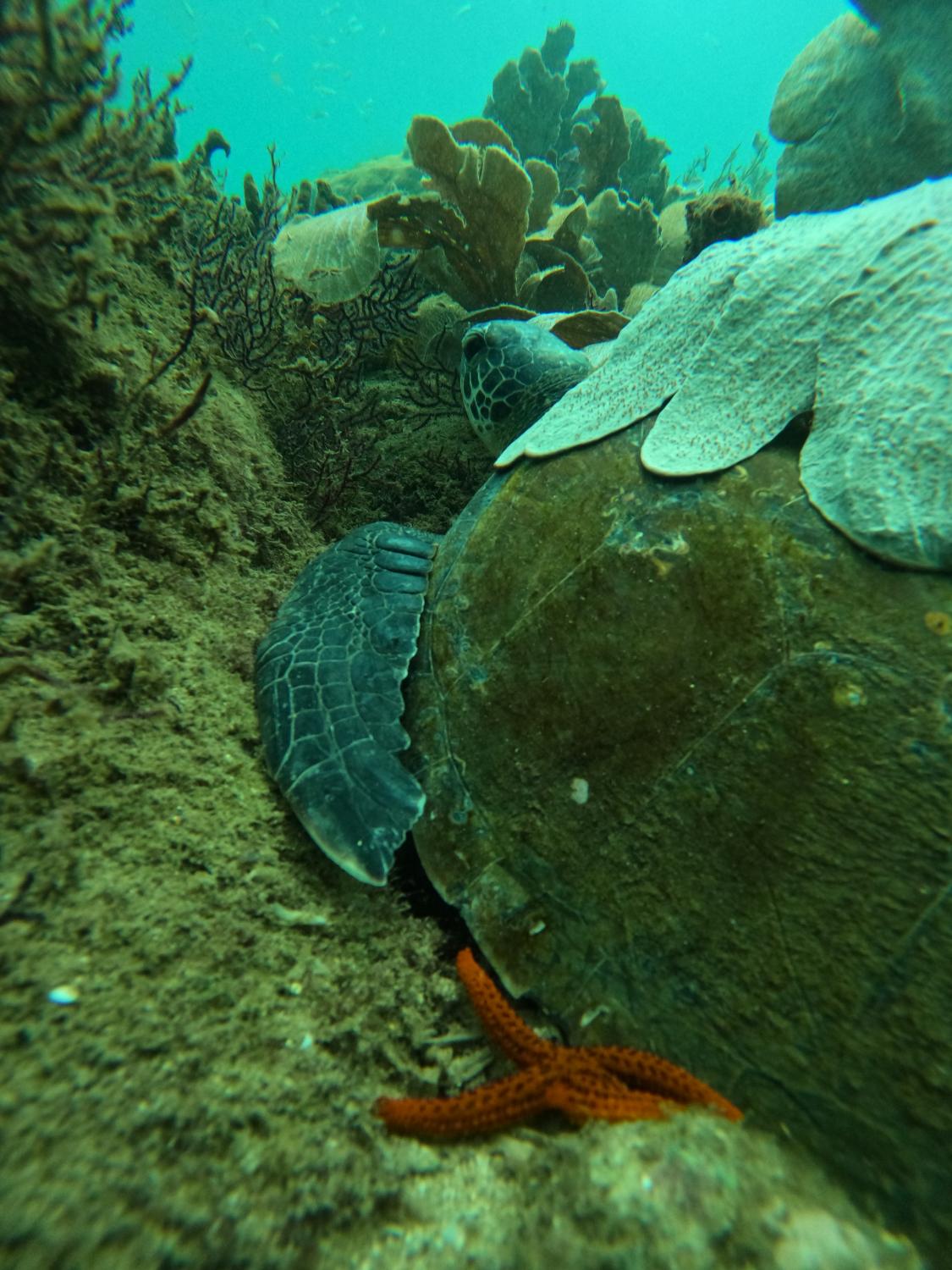 Tartaruga